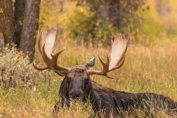 Bull Shiras Moose — Stockfoto