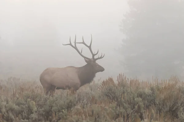 Bull Elk in Fog — Stock Photo, Image