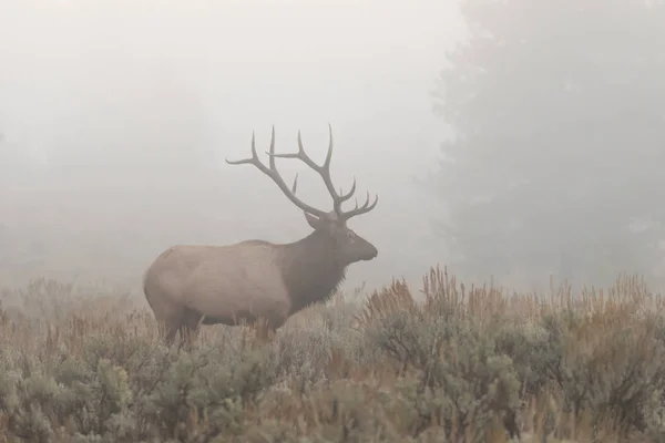 Alce toro nella nebbia — Foto Stock