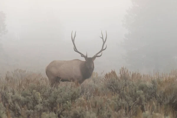 Лось быка в тумане — стоковое фото