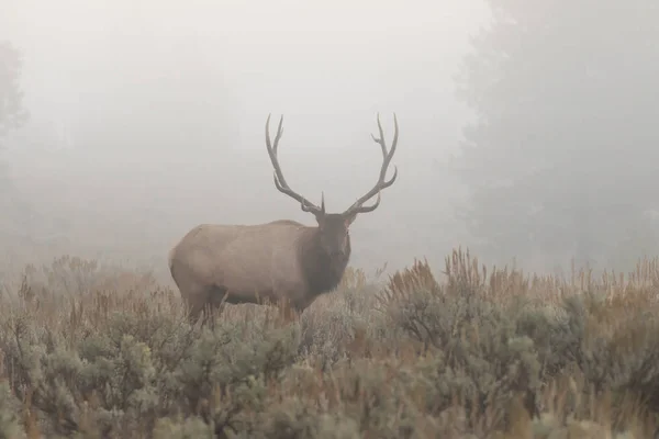 Bull Elk in Fog — Stock Photo, Image