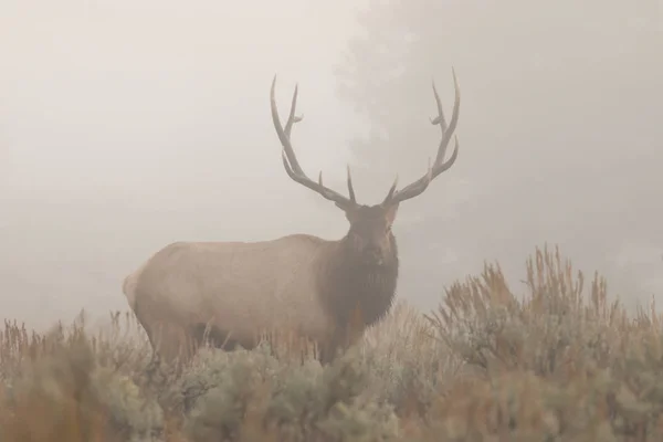 Bull Elk in Fog — Stock Photo, Image