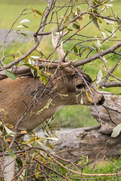 Sitka jeleny Blacktail Buck — Stock fotografie