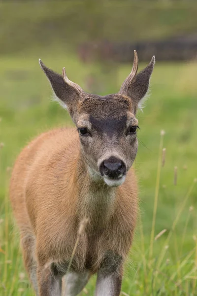 Sitka jeleny Blacktail Buck — Stock fotografie