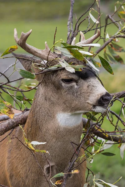Sitka jeleny Blacktail Buck — Stock fotografie