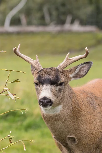 Sitka Blacktail geyik Buck — Stok fotoğraf