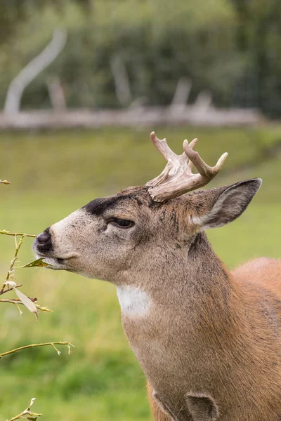 Sitka Blacktail geyik Buck — Stok fotoğraf