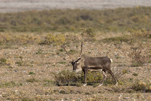 Taureau caribou de la toundra — Photo