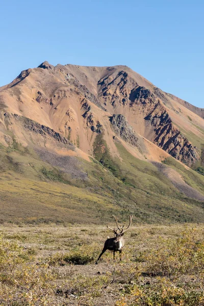 贫瘠地面北美驯鹿公牛 — 图库照片