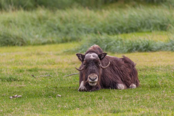 Moschusochsen eingebettet — Stockfoto