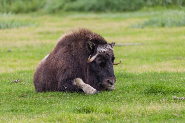 Musk Ox Bedded — Stock Photo, Image