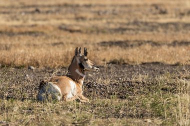 Genç Pronghorn Buck