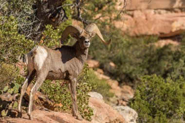 çöl bighorn koyun ram