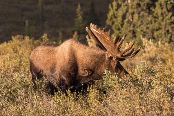 Bull Moose in Velvet — Stock Photo, Image
