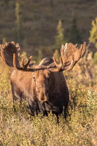 Bull Moose in fluweel — Stockfoto