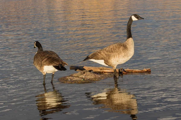 Canada Geese Reflected — Stock Photo, Image