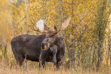 Bull Moose in Fall clipart