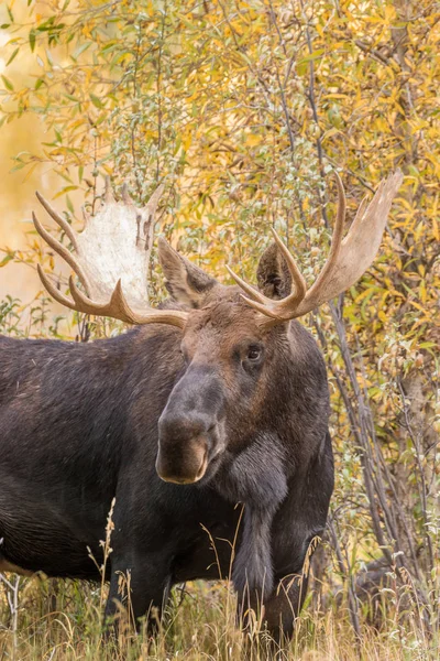 Bull älgar i höst — Stockfoto