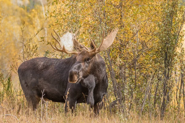 Лося Bull восени — стокове фото