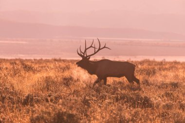 Boğa Geyiği Bugling