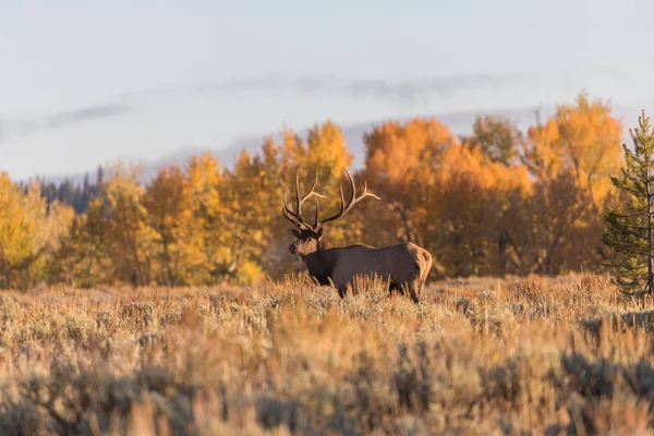 Le wapiti à l'automne — Photo