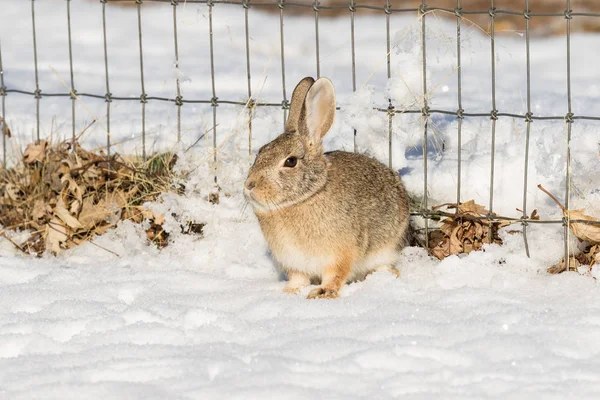Cottontail rabbit i snö — Stockfoto
