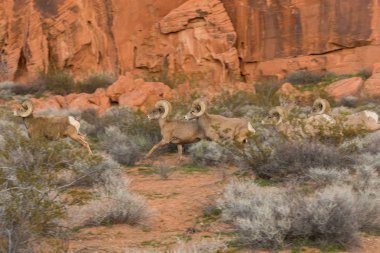 çöl bighorn koyun rams