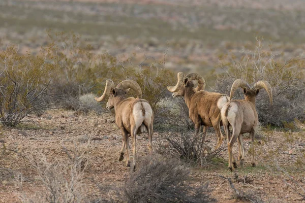 Пустыни bighorn овец Баранов — стоковое фото