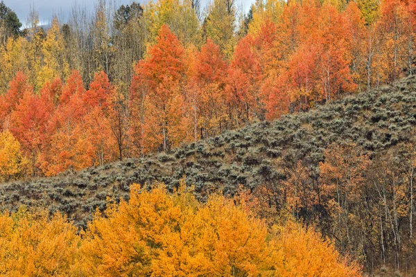 Aspen Grove jesienią — Zdjęcie stockowe