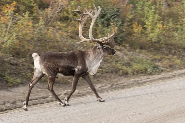 Taureau Caribou en velours — Photo