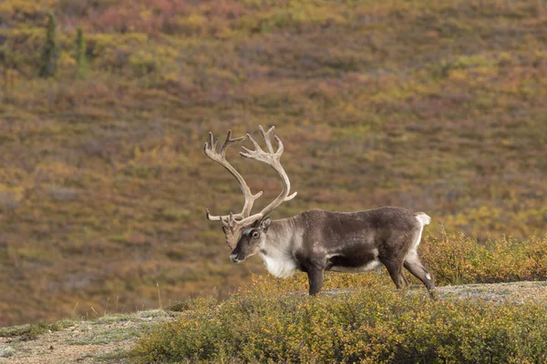 Caribou Bull in fluweel — Stockfoto
