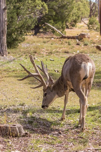 Öszvér Szarvas Buck — Stock Fotó