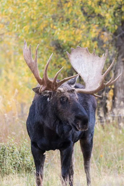 Bullenschiras-Elch — Stockfoto