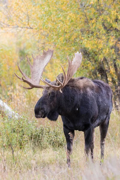 Bull Shiras Moose — Stock Photo, Image
