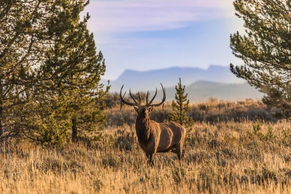 Bull Elk in Fall — Stock Photo, Image
