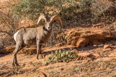 çöl bighorn koyun ram
