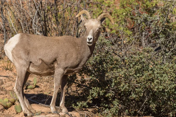 Desierto Bighorn oveja oveja oveja —  Fotos de Stock