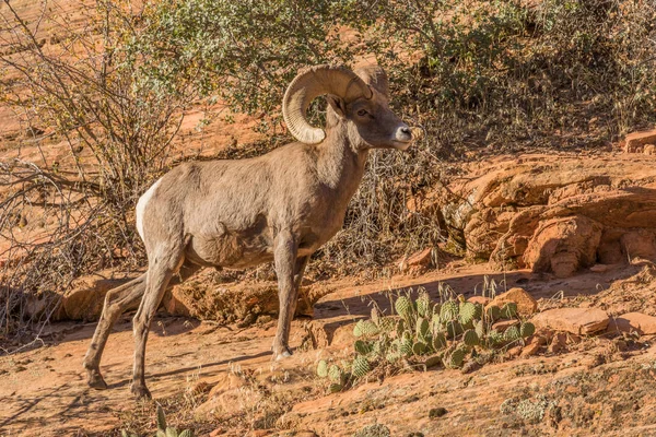 Desert Bighorn Sheep Ram