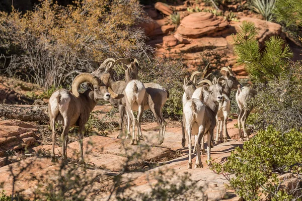 Rutting Desert Bighorn Sheep — Stock Photo, Image