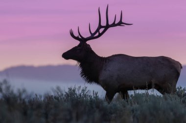 Boğa geyiği silueti