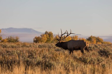 Boğa Geyiği Bugling