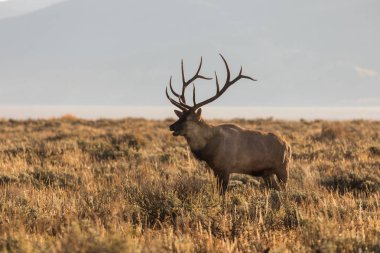 Boğa Geyiği Bugling