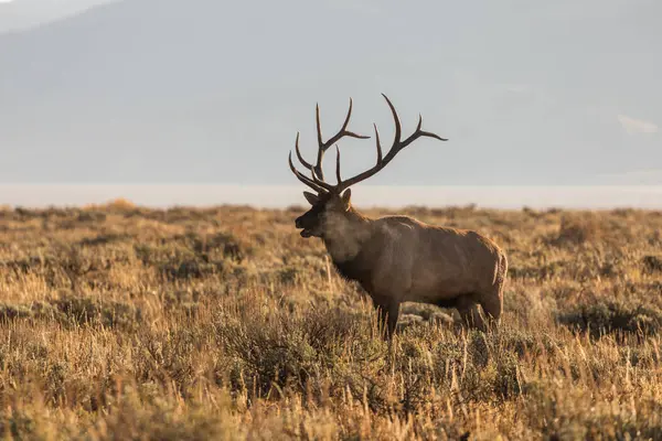 Boğa Geyiği Bugling