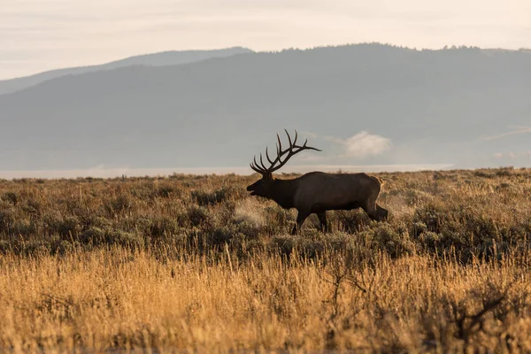 Bull Elk Bugling — Stock Photo, Image