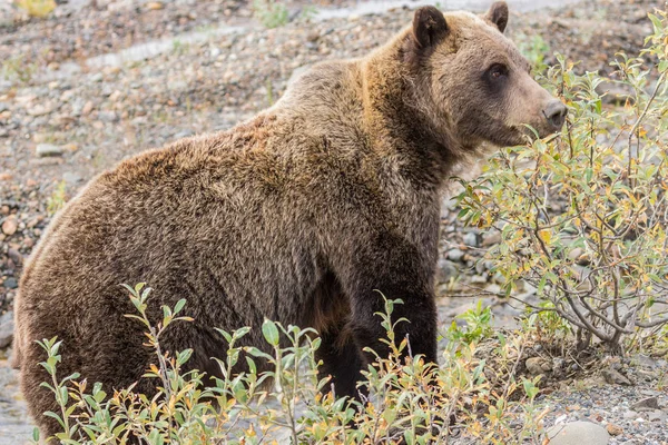 Grizzly Bear in autunno — Foto Stock