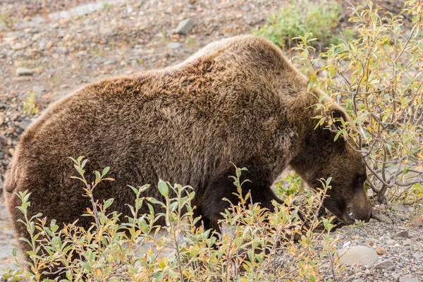 Grizzlybjørn om høsten – stockfoto