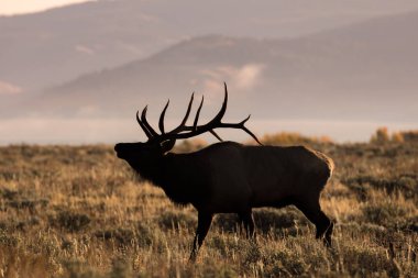 Rut 'ta Boğa Geyiği