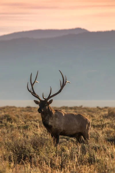 Stierenland in Rut — Stockfoto