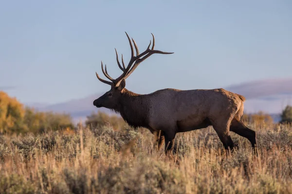 Bull Elk in Rut — Stock Photo, Image