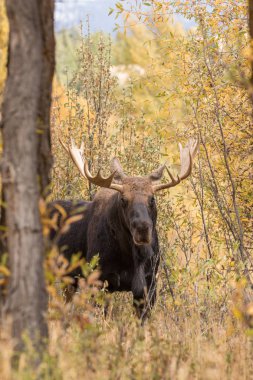 Bull Moose in Fall clipart